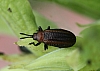 phlagmiometrionaclavataleaf beetle.jpg